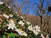 Festa di fiori sui sentieri per il Monte Ubione-19mar24